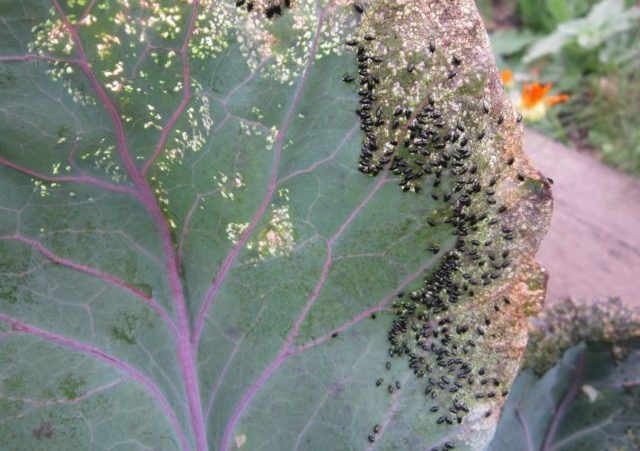вражений комахами лист капусти